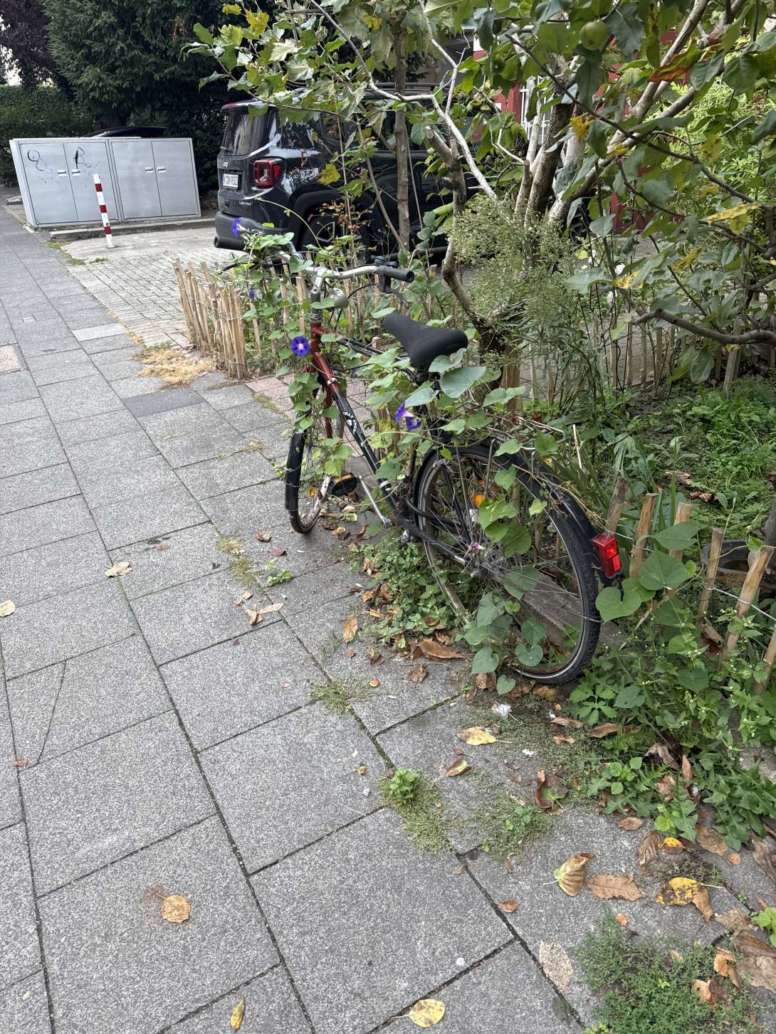 Bild zu gemeldetem Anliegen vom *2024-09-26 08:22:32