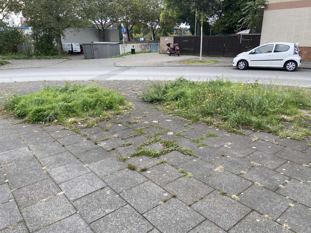 Bild zu gemeldetem Anliegen vom *2024-09-29 15:19:58