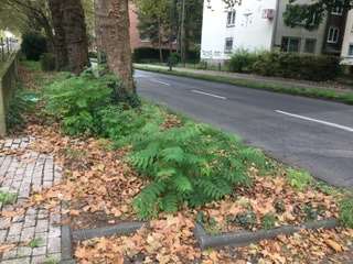 Bild zu gemeldetem Anliegen vom *2024-10-08 15:10:20