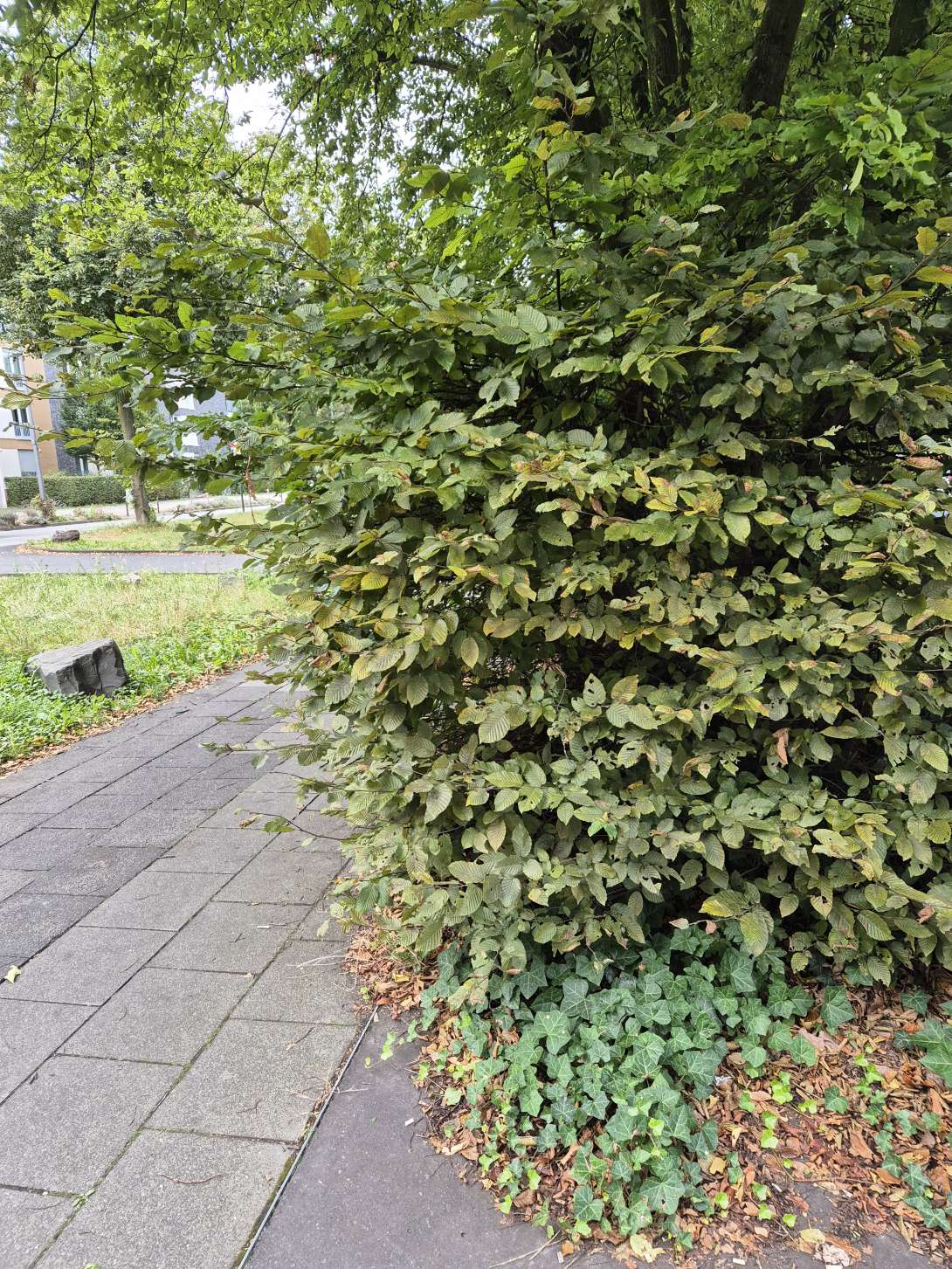 Bild zu gemeldetem Anliegen vom *2024-10-18 11:17:01