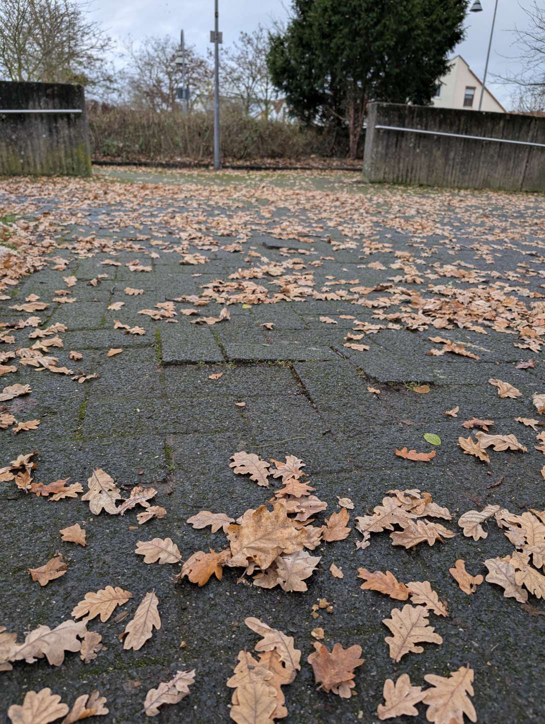 Bild zu gemeldetem Anliegen vom *2024-11-27 15:50:10