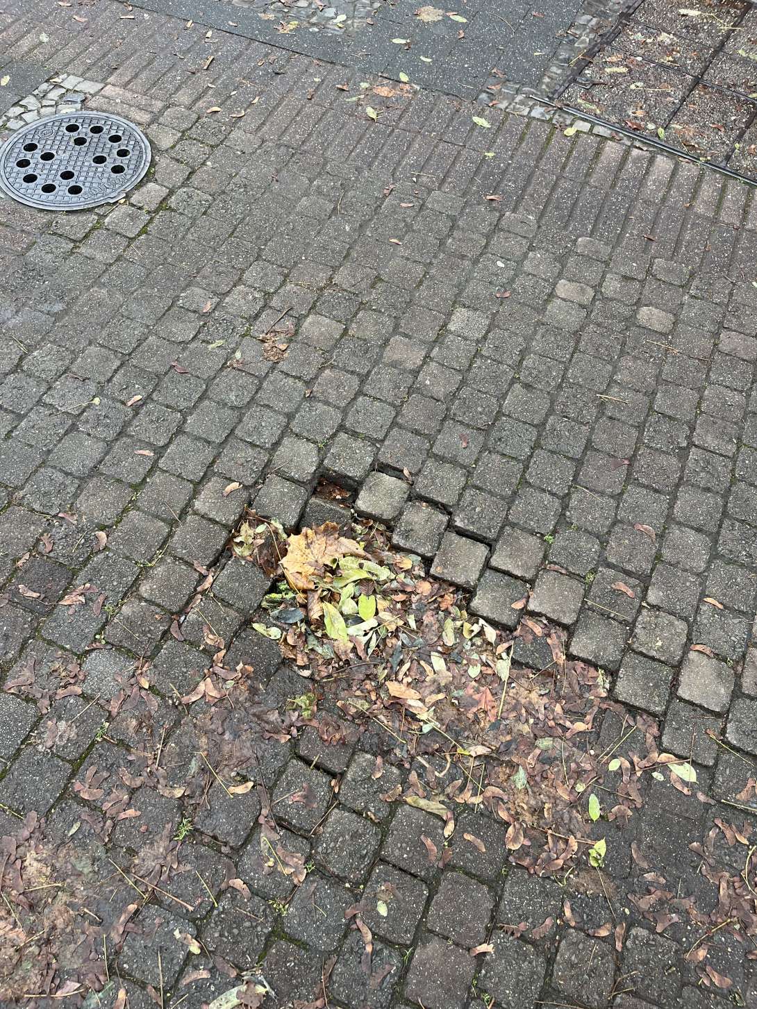 Bild zu gemeldetem Anliegen vom *2024-12-07 14:46:49