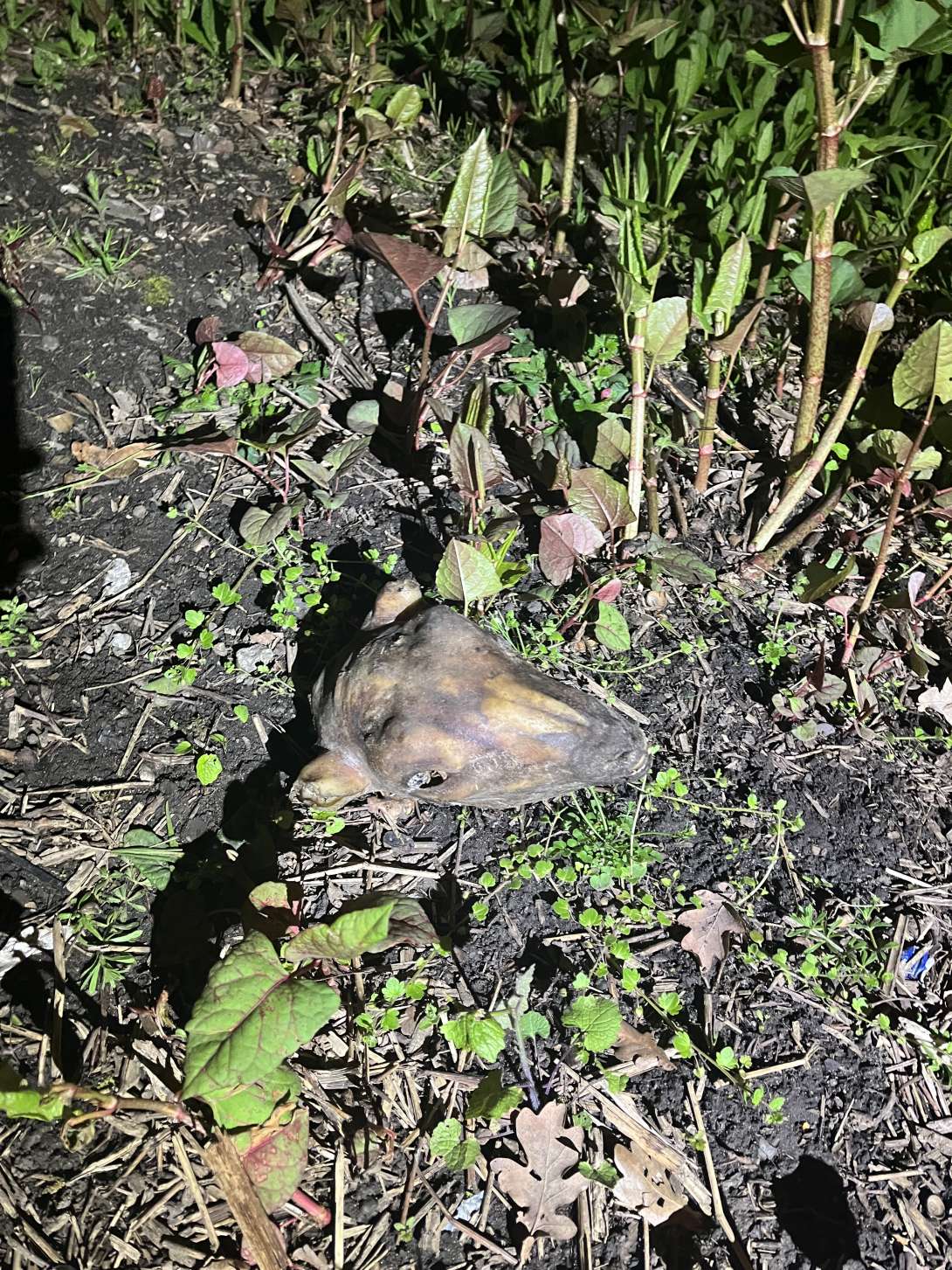 Bild zu gemeldetem Anliegen vom *2025-04-24 07:59:46