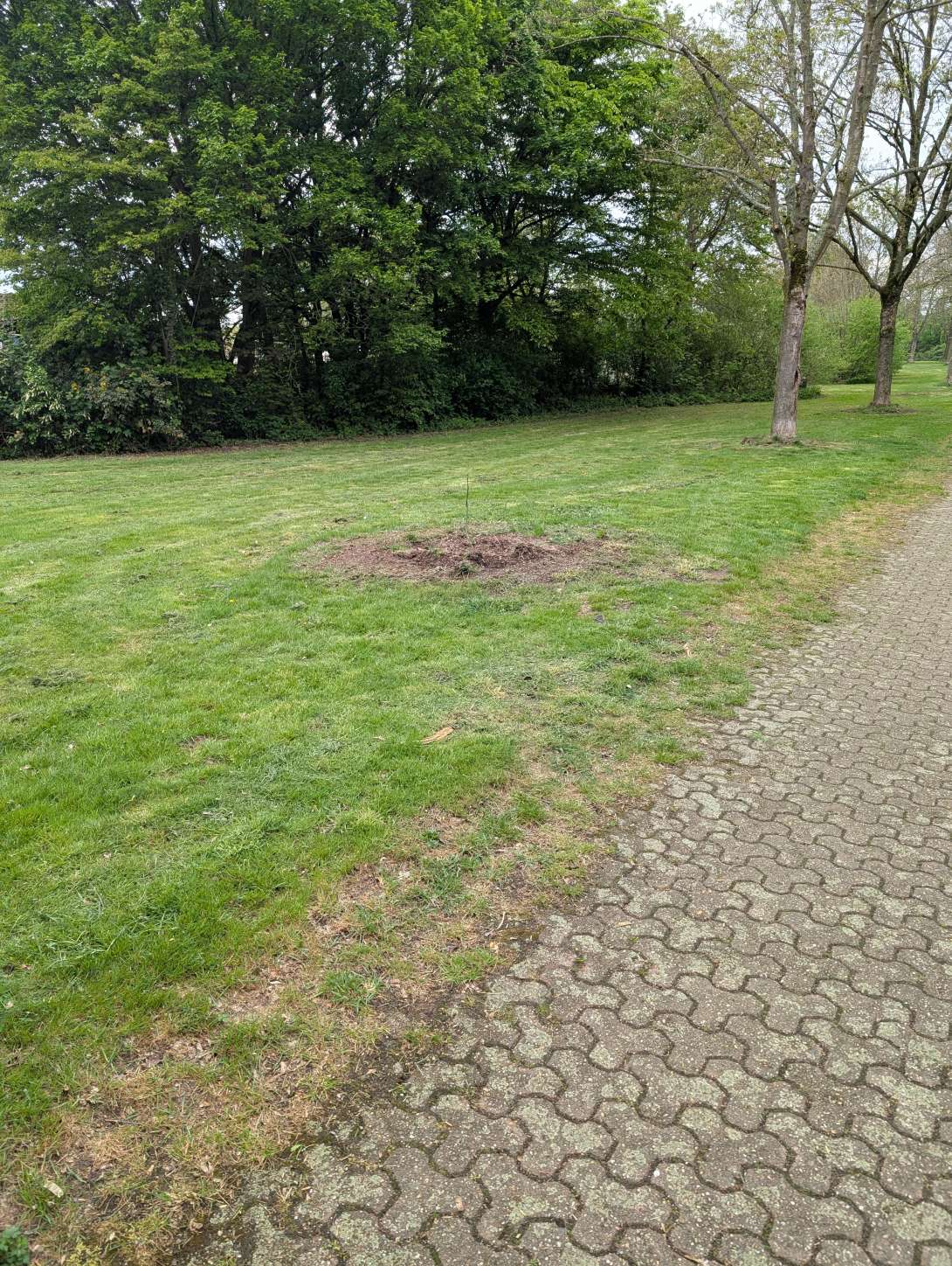 Bild zu gemeldetem Anliegen vom *2025-04-19 10:54:00
