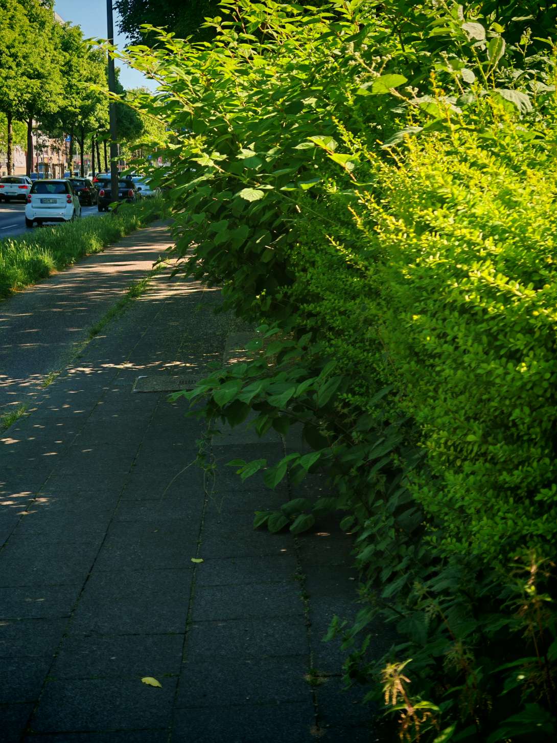 Bild zu gemeldetem Anliegen vom *2025-05-12 10:32:00