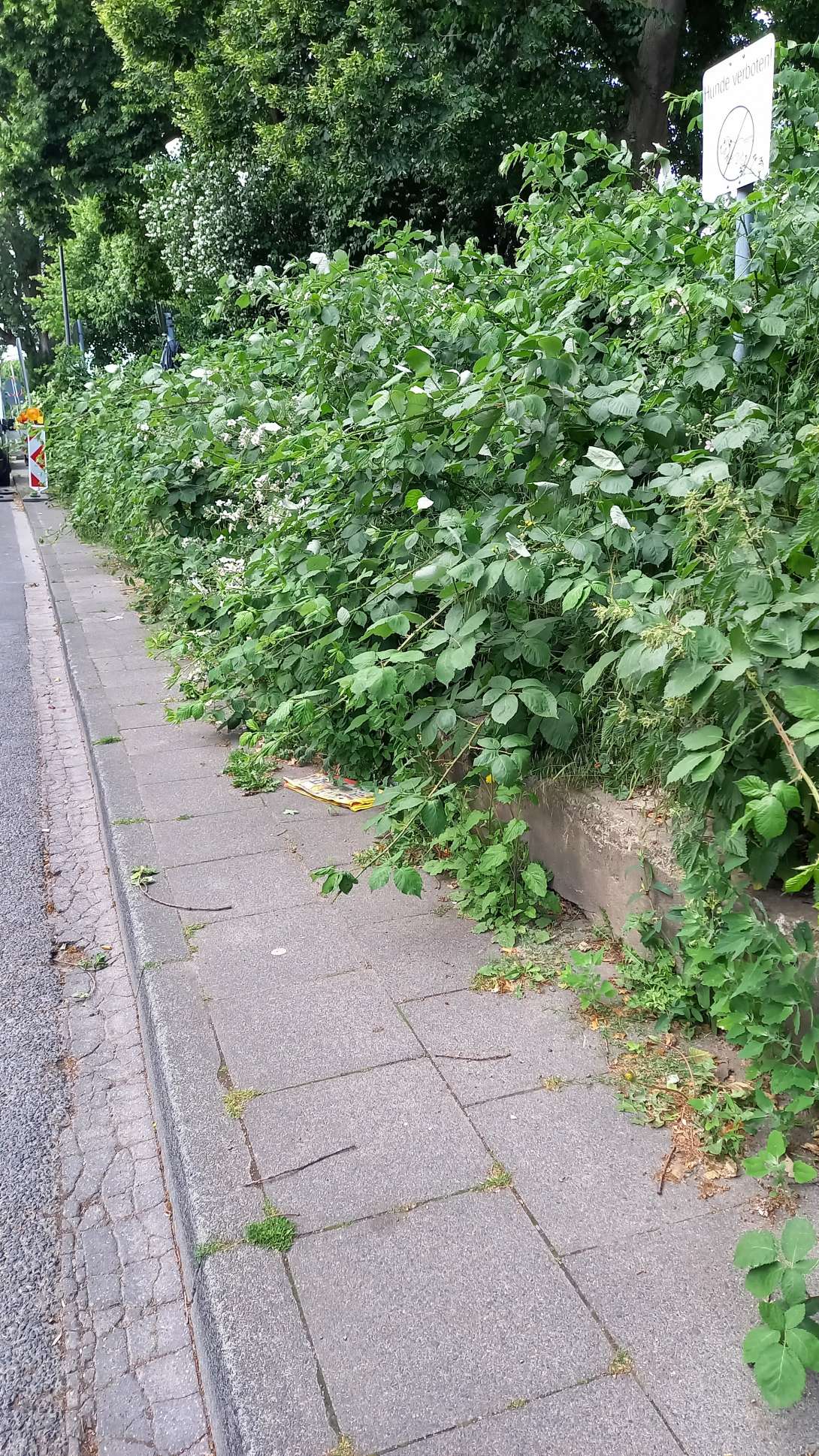 Bild zu gemeldetem Anliegen vom *2025-05-27 18:46:05