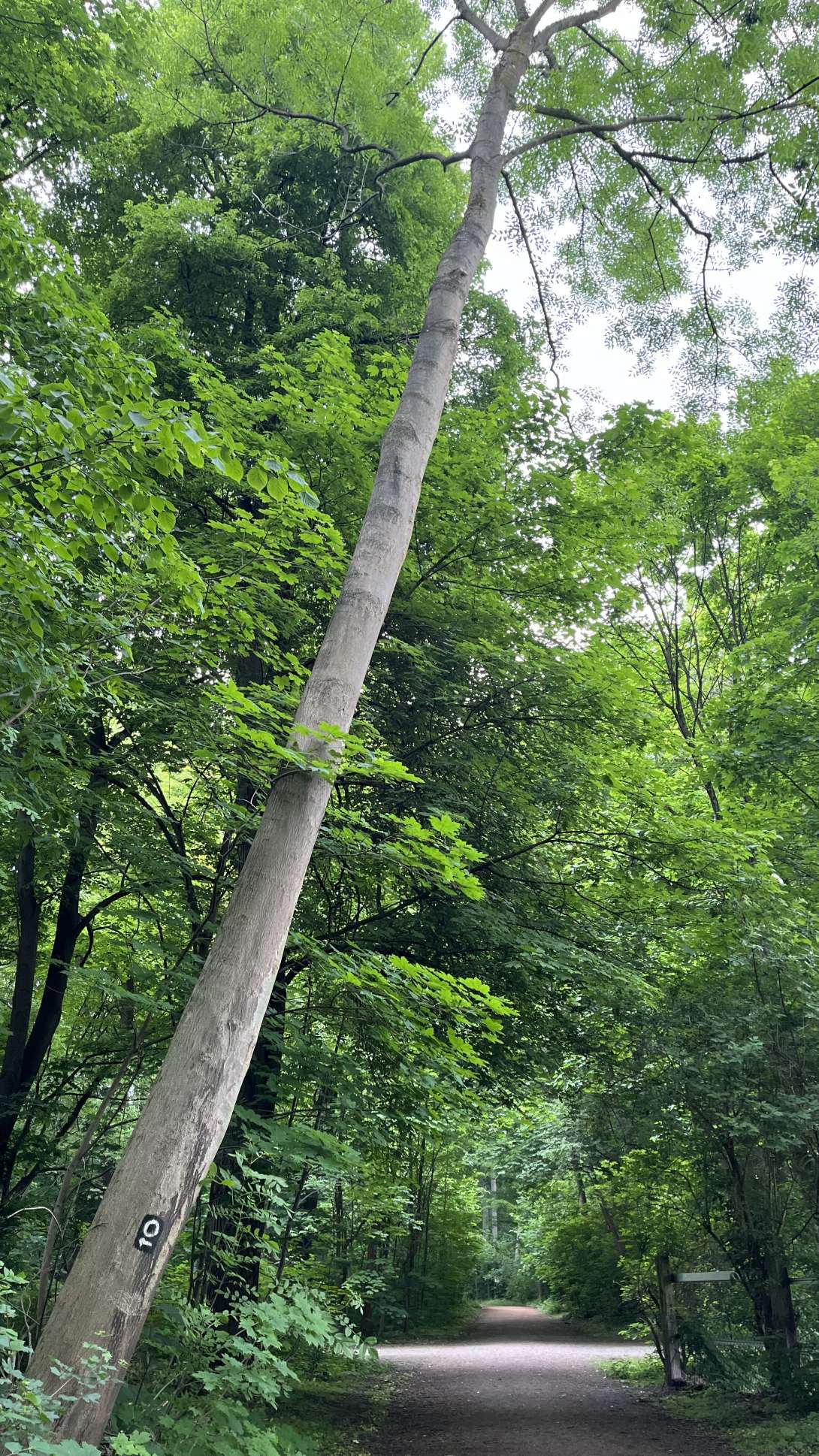 Bild zu gemeldetem Anliegen vom *2025-05-08 09:44:06