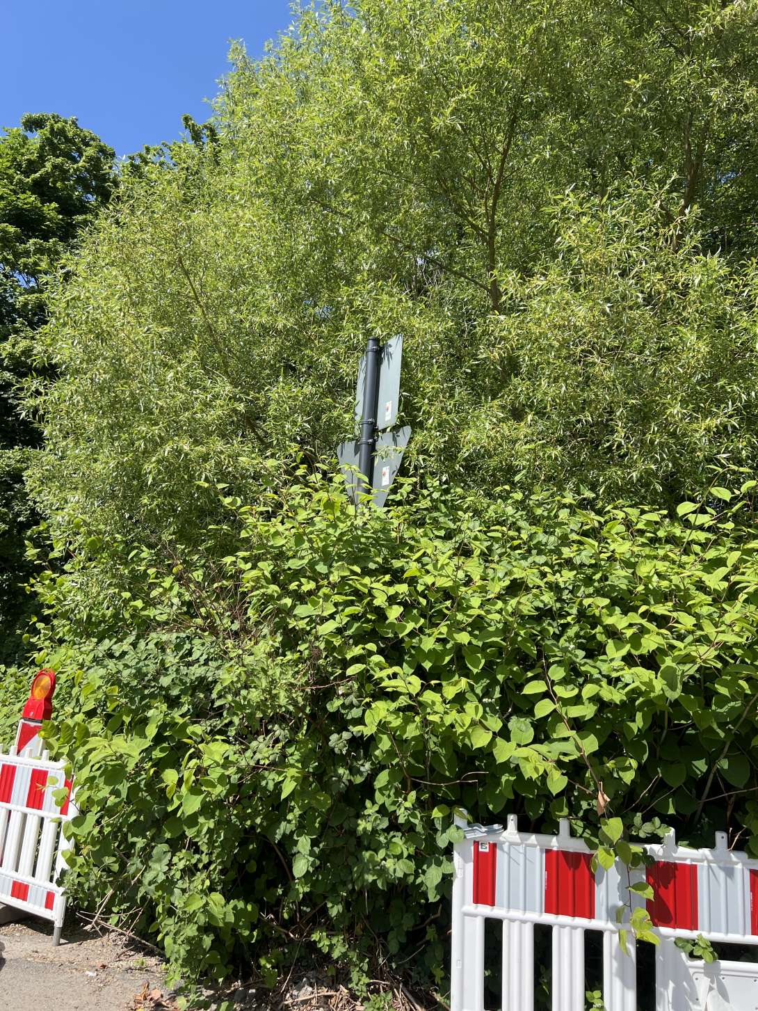 Bild zu gemeldetem Anliegen vom *2025-05-06 14:50:51