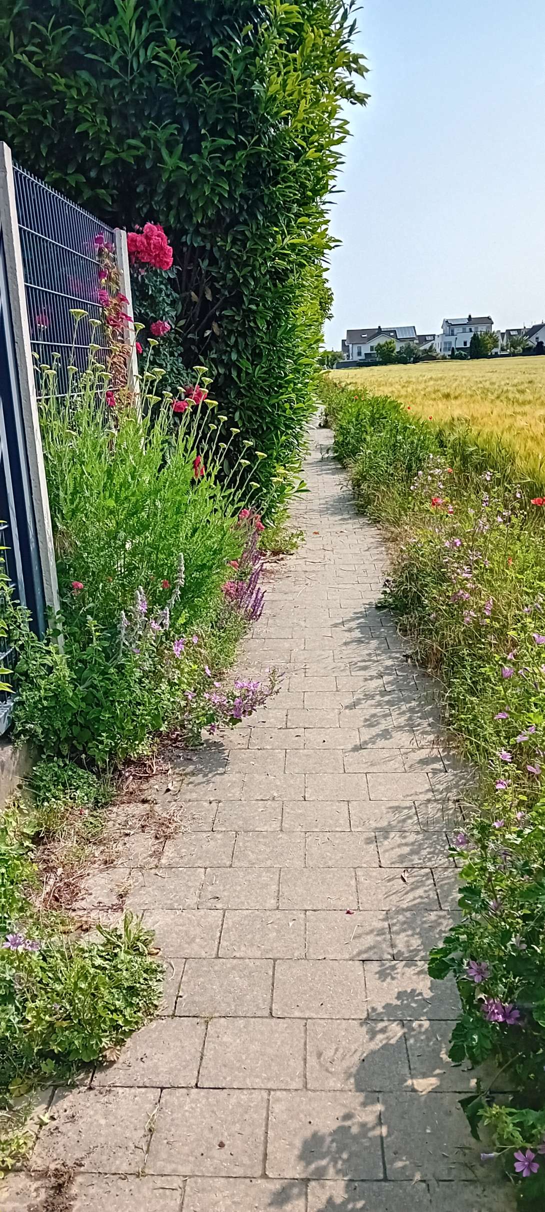 Bild zu gemeldetem Anliegen vom *2025-06-11 11:33:55