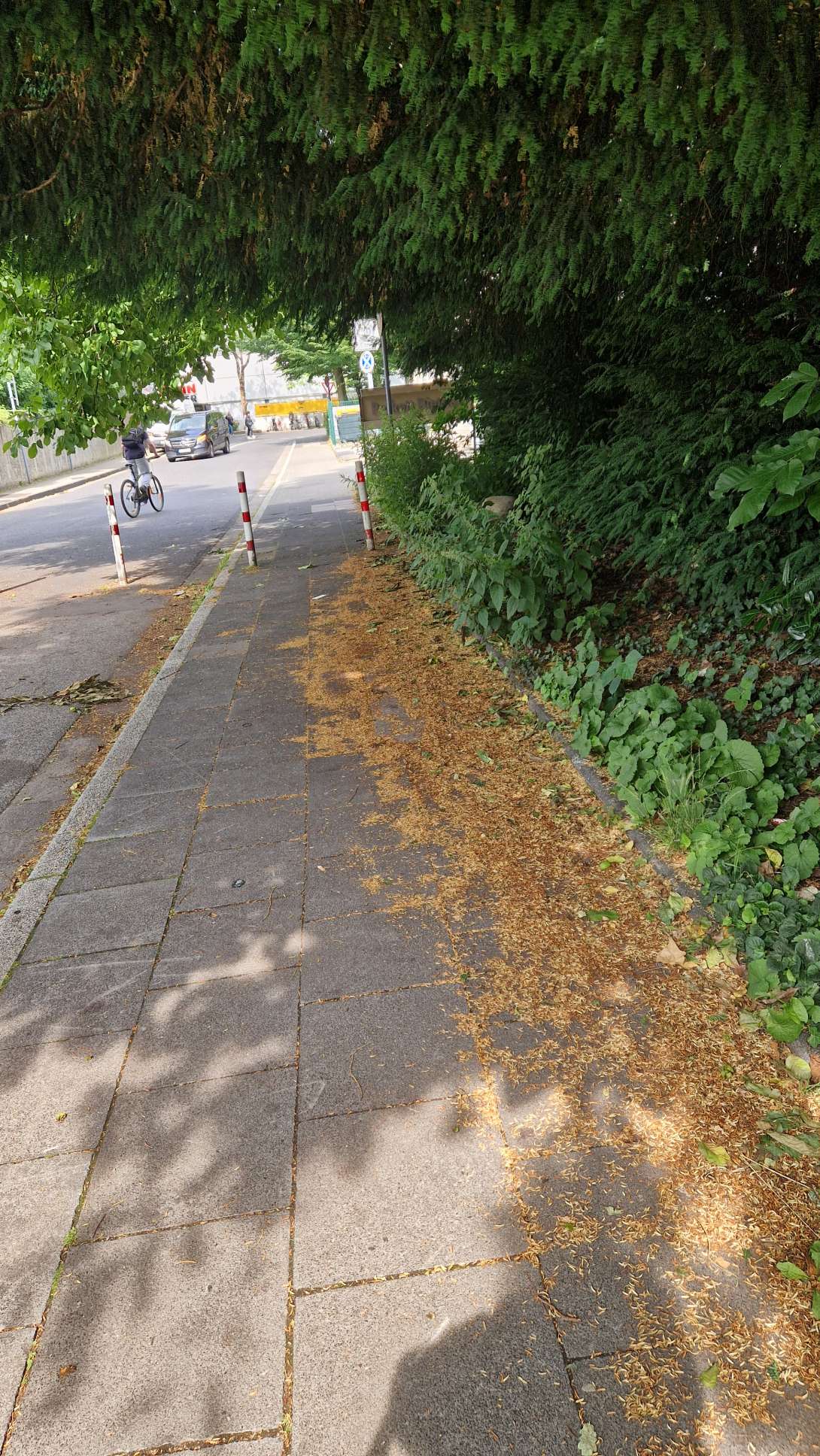 Bild zu gemeldetem Anliegen vom *2025-06-14 20:04:54