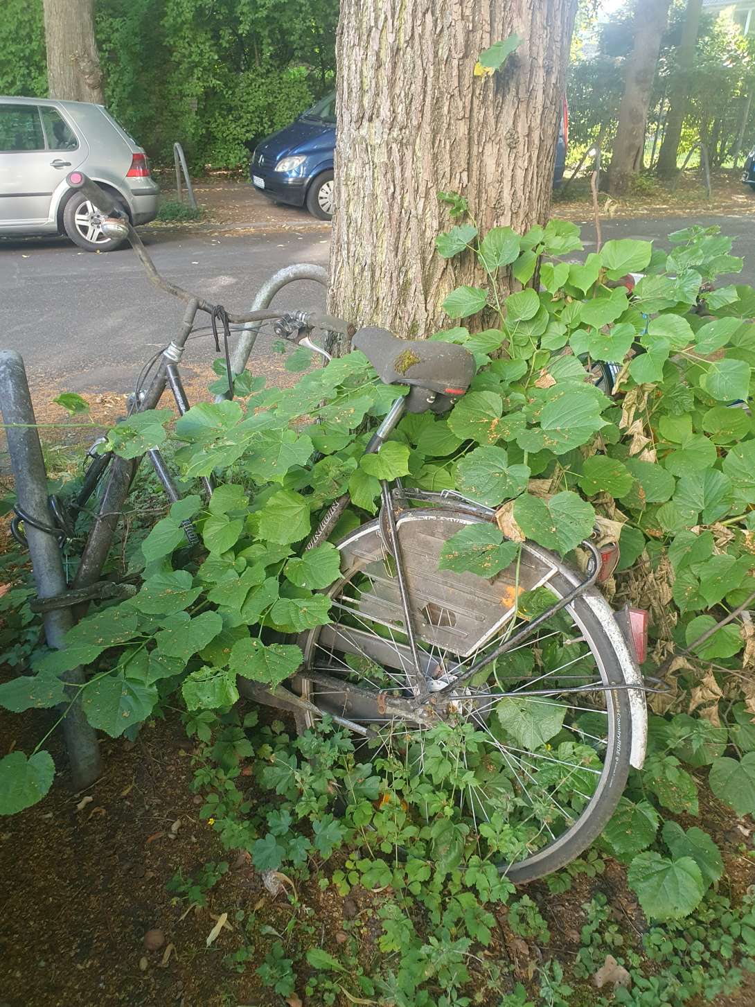 Bild zu gemeldetem Anliegen vom *2025-06-17 08:34:21