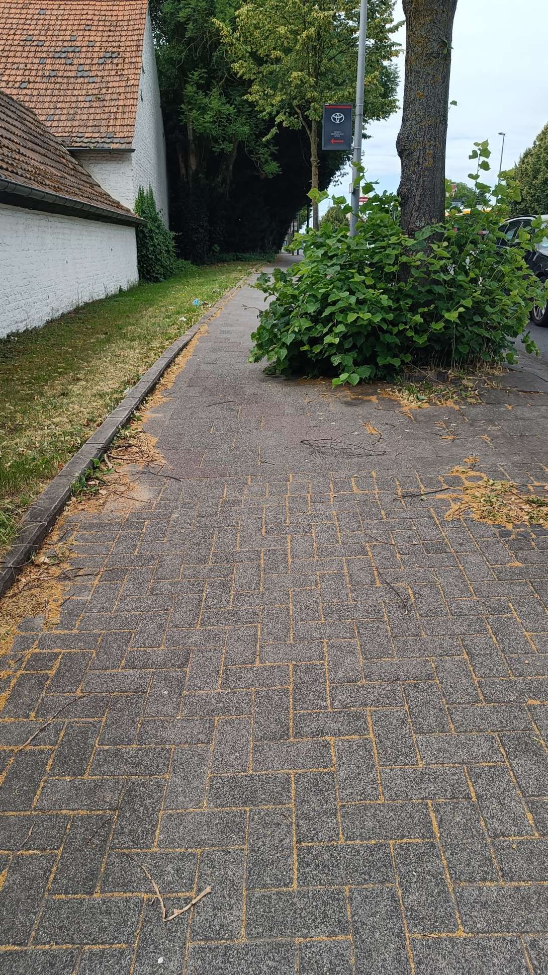 Bild zu gemeldetem Anliegen vom 26.06.25*2025-06-27 21:32:19