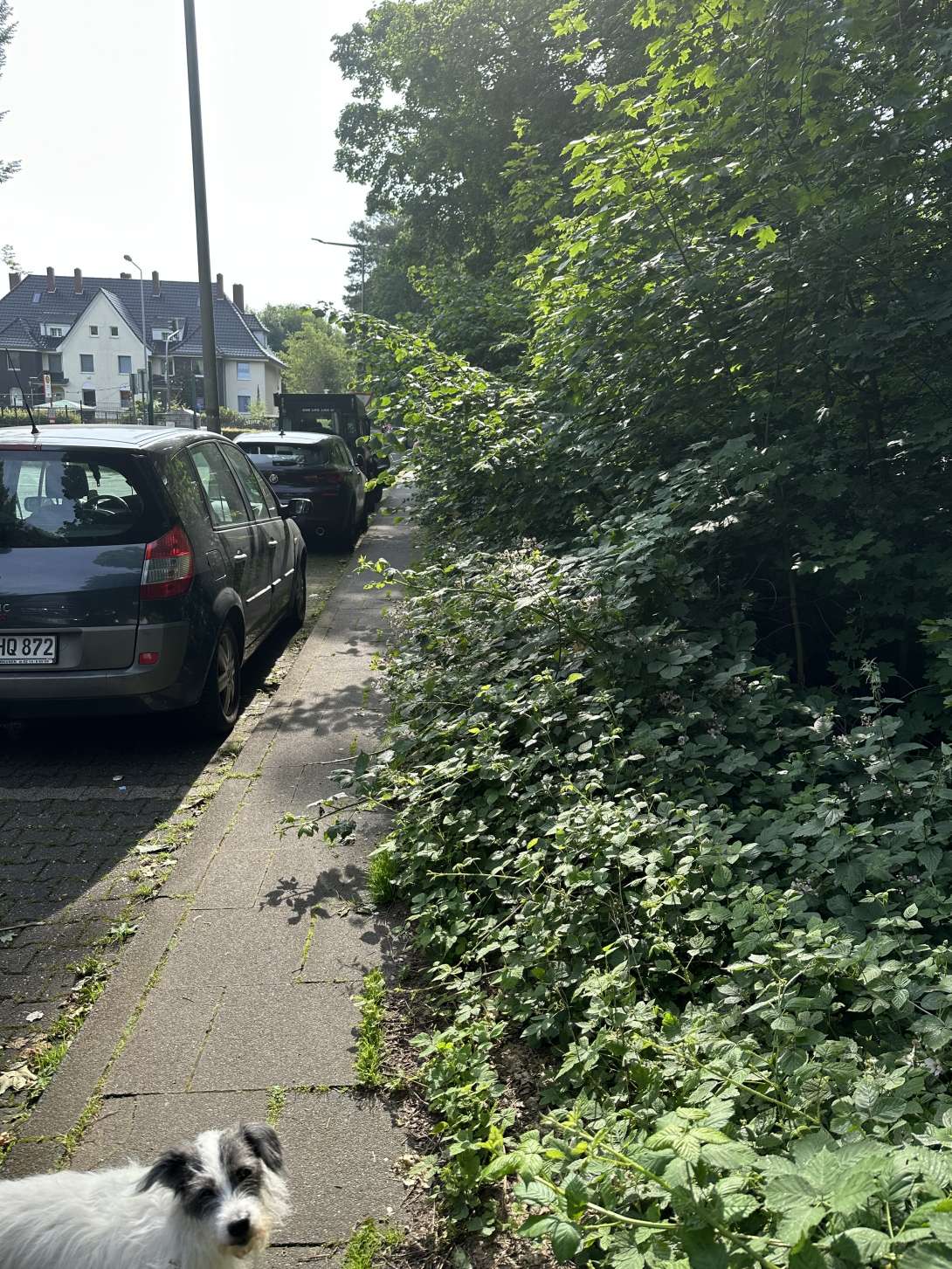 Bild zu gemeldetem Anliegen vom *2025-06-14 09:31:44