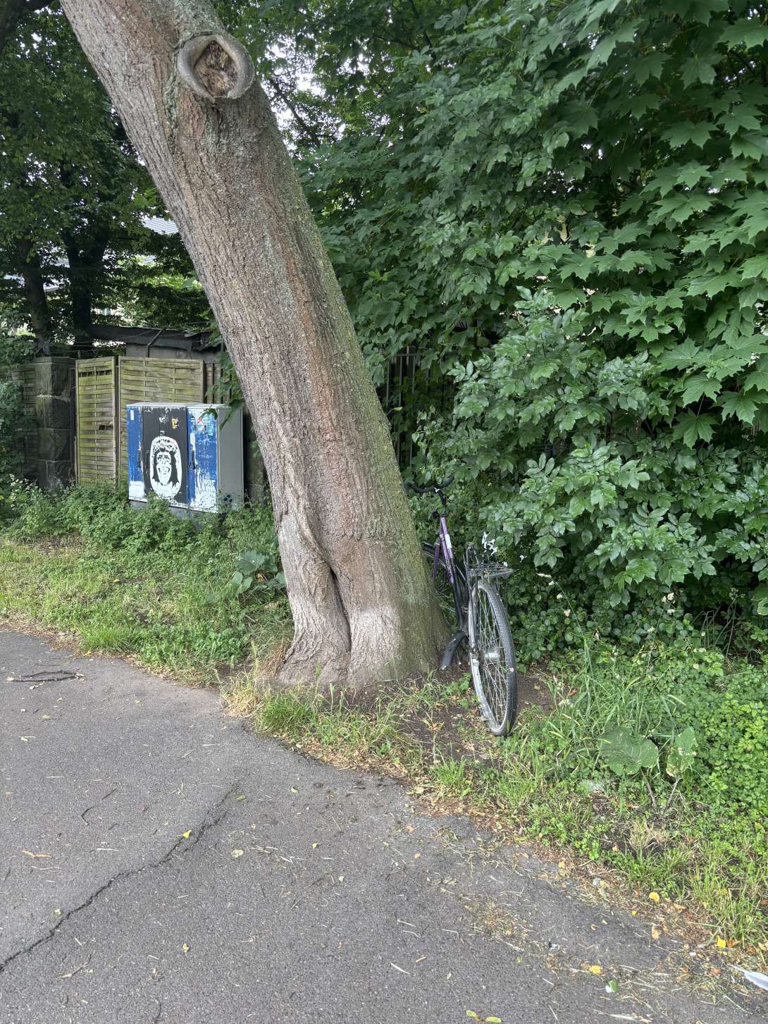 Bild zu gemeldetem Anliegen vom *2025-06-01 09:28:44