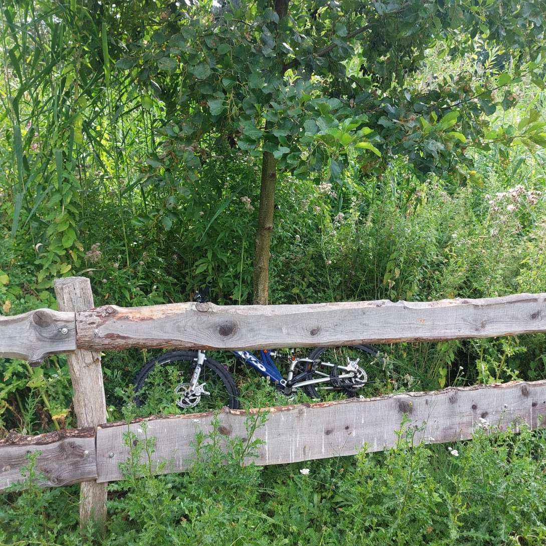 Schrottfahrrad in abgezäunter Pflanzzone