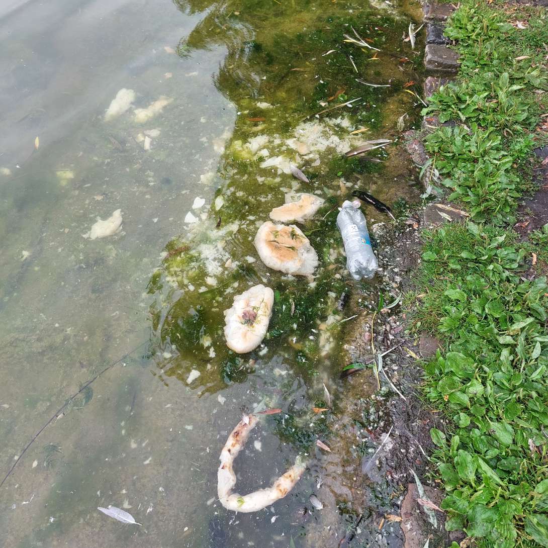Brot und Müll im Teich 