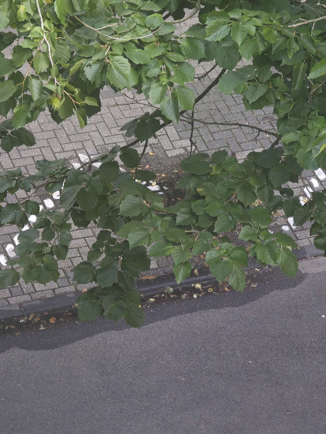Bild zu gemeldetem Anliegen vom *2025-07-10 09:03:58