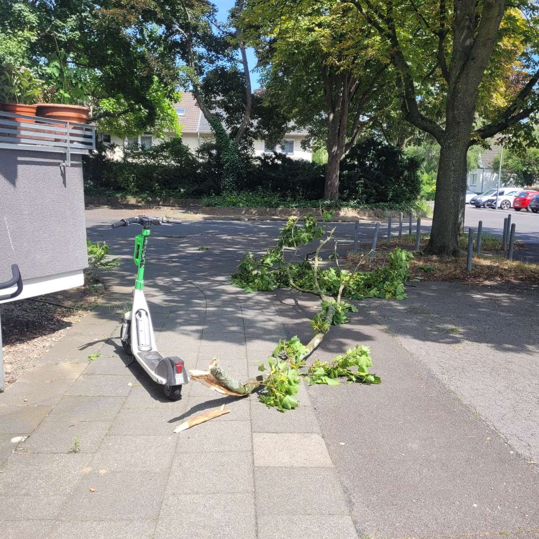 Abgebrochener, großer Ast ist auf den Bürgersteig gestürzt 