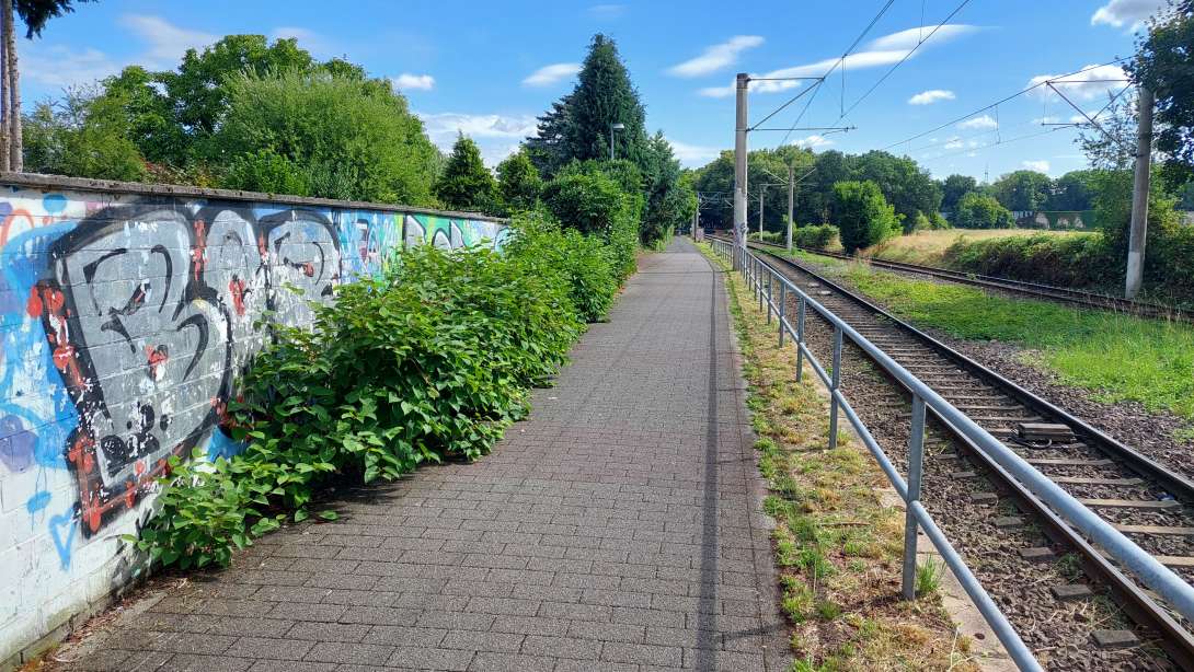 Bild zu gemeldetem Anliegen vom *2025-07-23 10:59:40