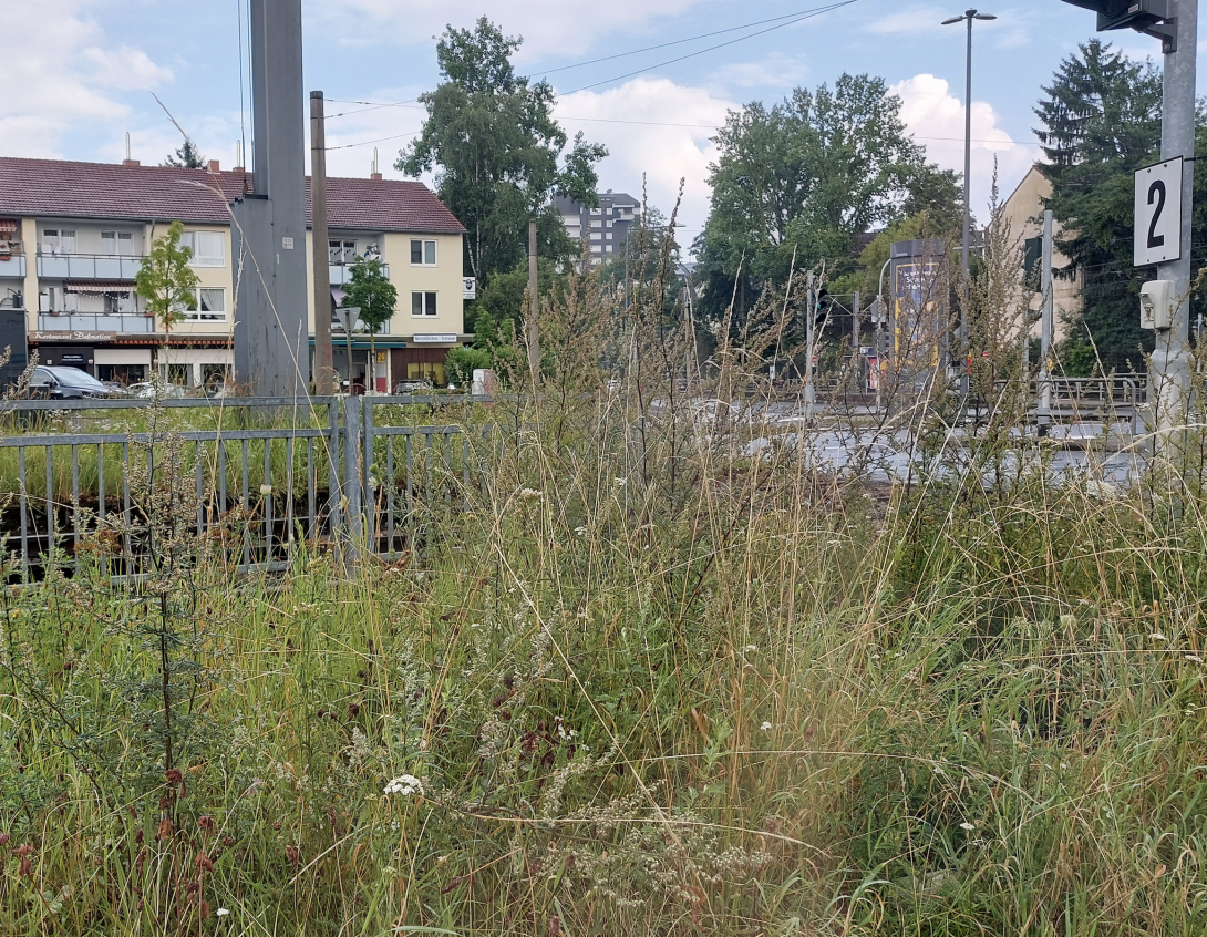 Bild zu gemeldetem Anliegen vom *2025-07-26 02:33:04