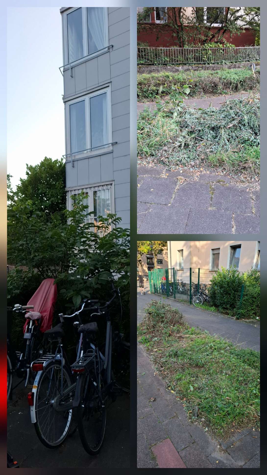 Bild zu gemeldetem Anliegen vom *2025-08-12 19:15:14