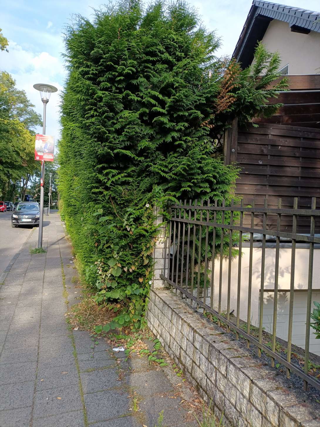 Ecke Eichenforst/Thielenbrucher Allee 44 ist der Gehweg sehr zugewachsen von einer Hecke. *2025-08-08 12:30:16