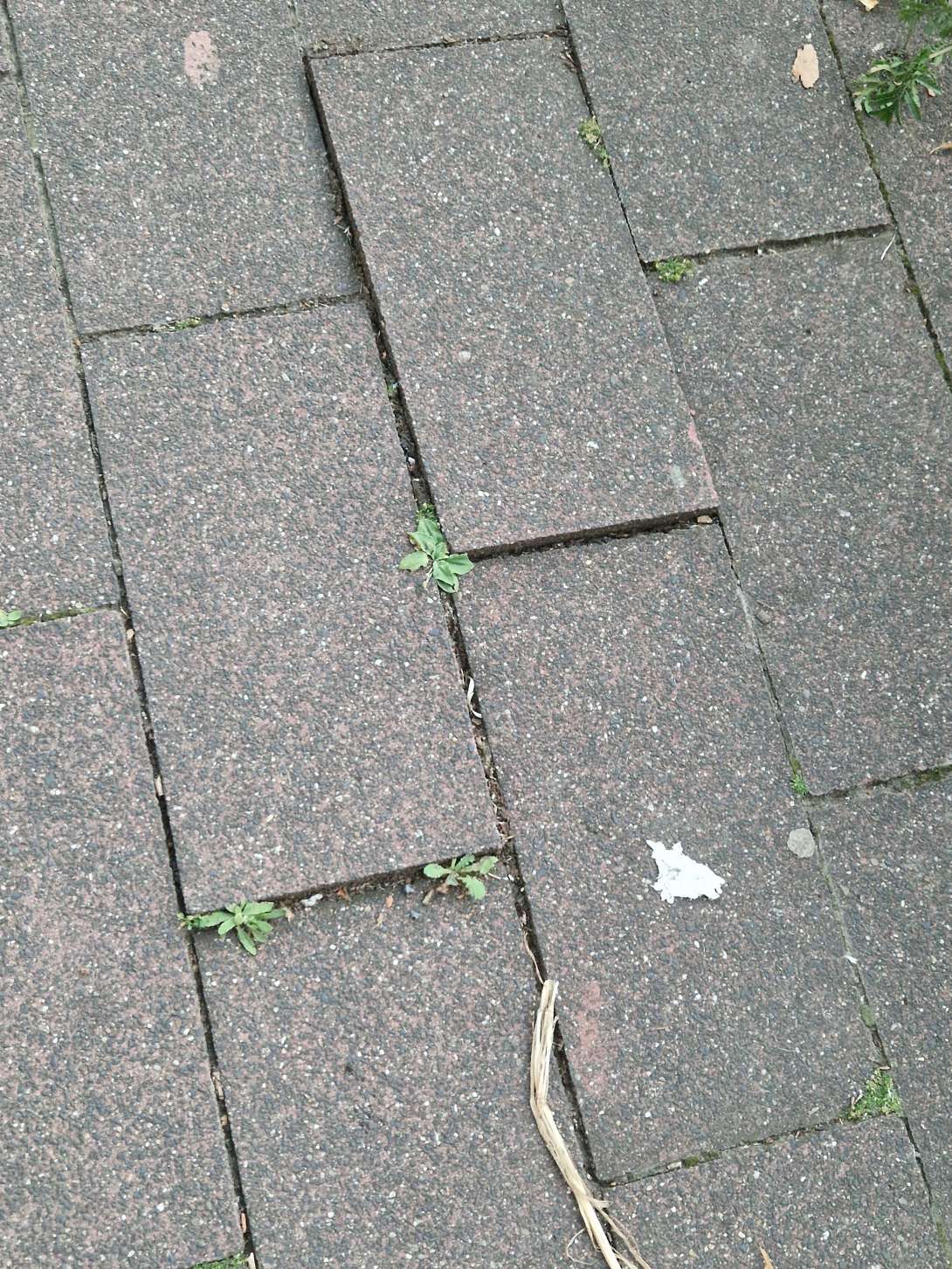 Bild zu gemeldetem Anliegen vom *2025-08-14 15:35:12
