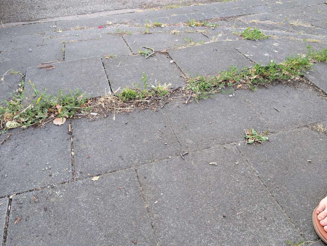 Bild zu gemeldetem Anliegen vom *2025-08-15 19:46:27