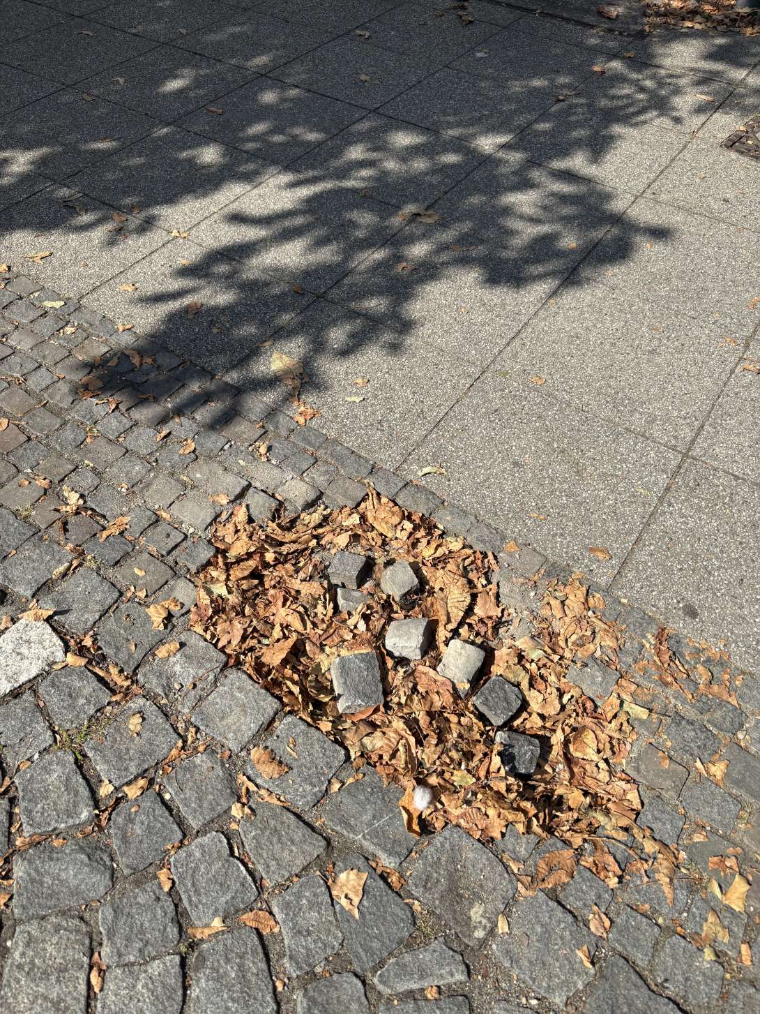 Bild zu gemeldetem Anliegen vom *2025-08-24 16:01:31