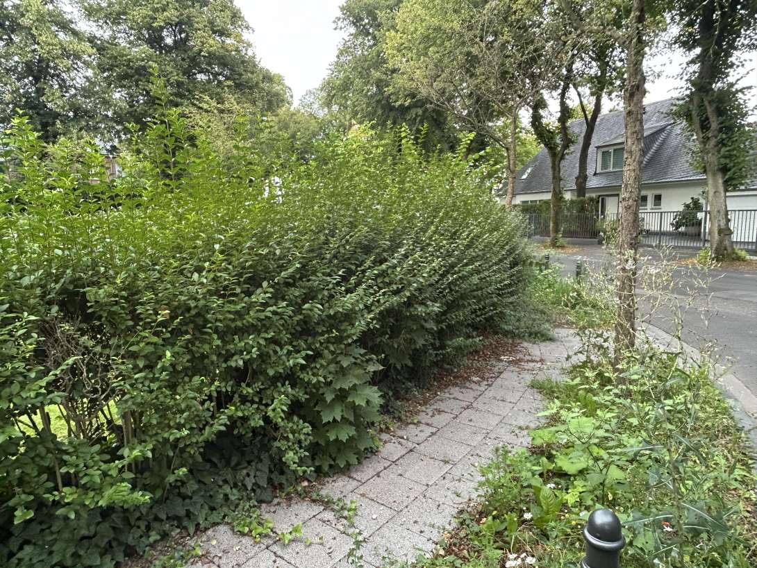 Bild zu gemeldetem Anliegen vom *2025-08-08 19:59:59