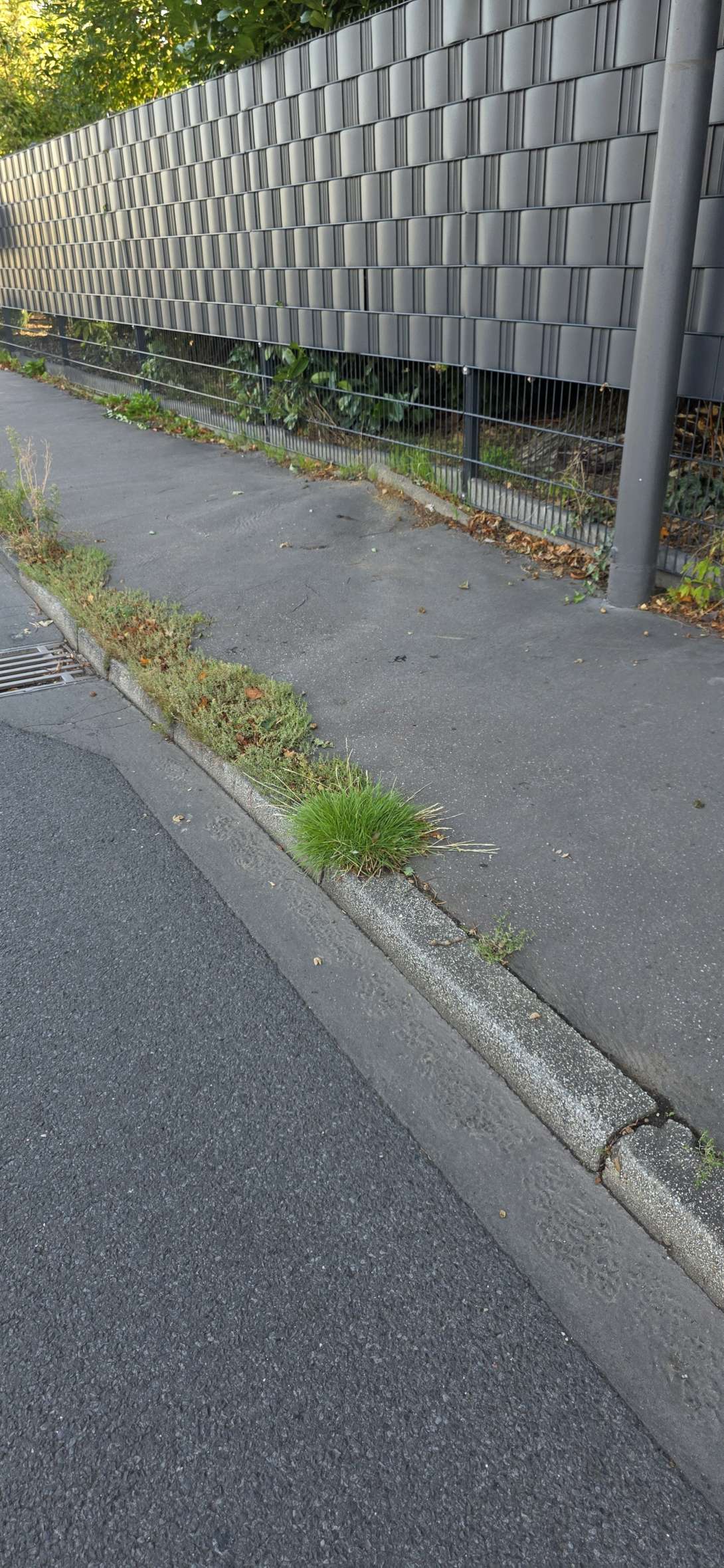 Bild zu gemeldetem Anliegen vom *2025-09-06 09:16:53
