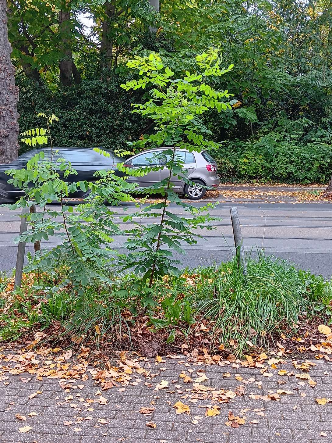 Bild zu gemeldetem Anliegen vom *2025-10-19 17:28:39