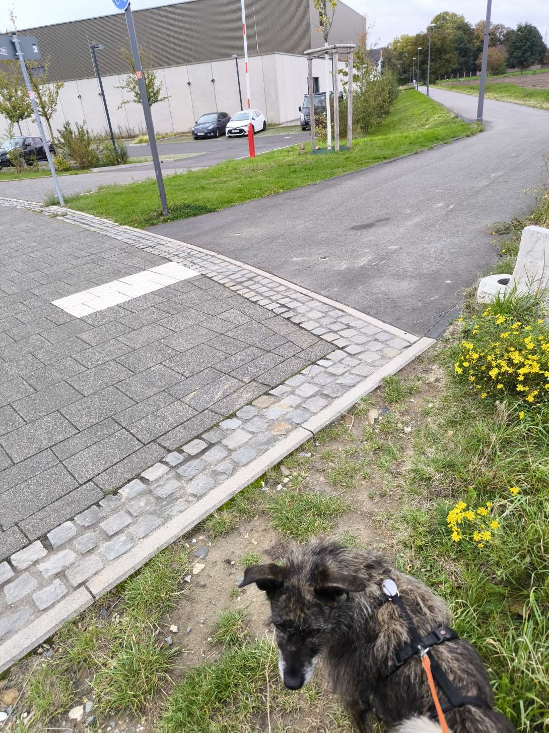 Bild zu gemeldetem Anliegen vom *2025-10-06 15:52:56