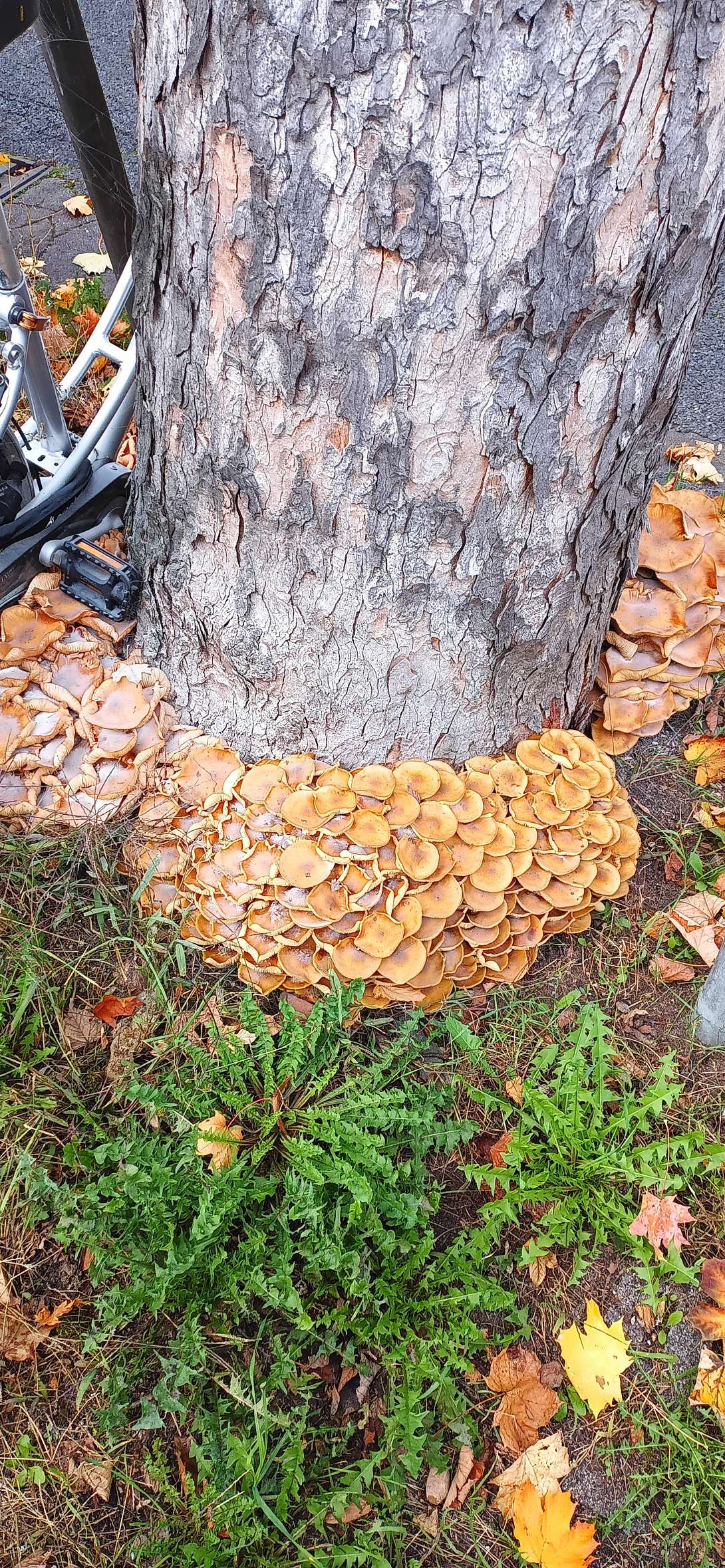 Bild zu gemeldetem Anliegen vom *2025-10-20 12:29:20