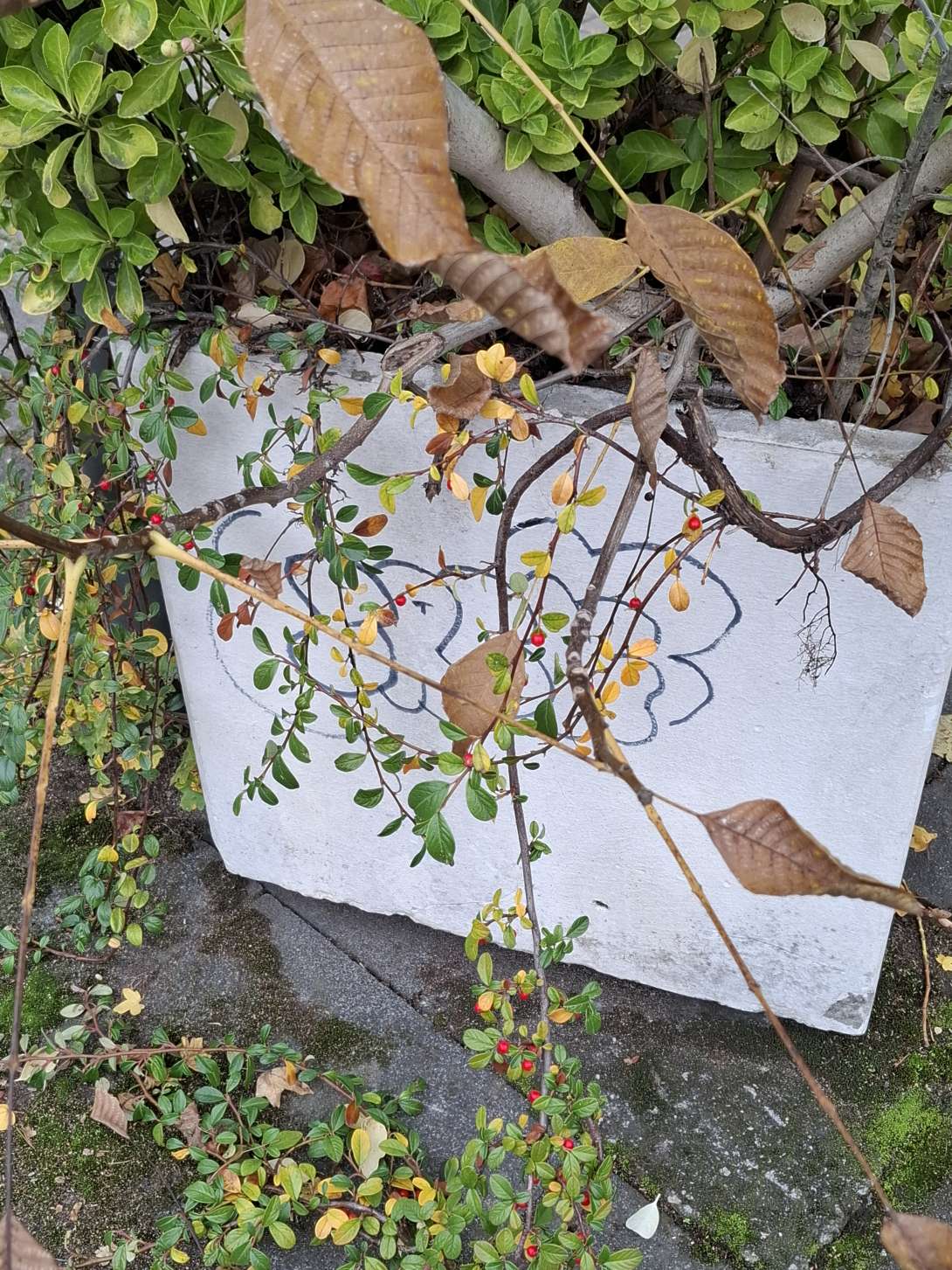 Bild zu gemeldetem Anliegen vom *2025-10-31 11:32:31