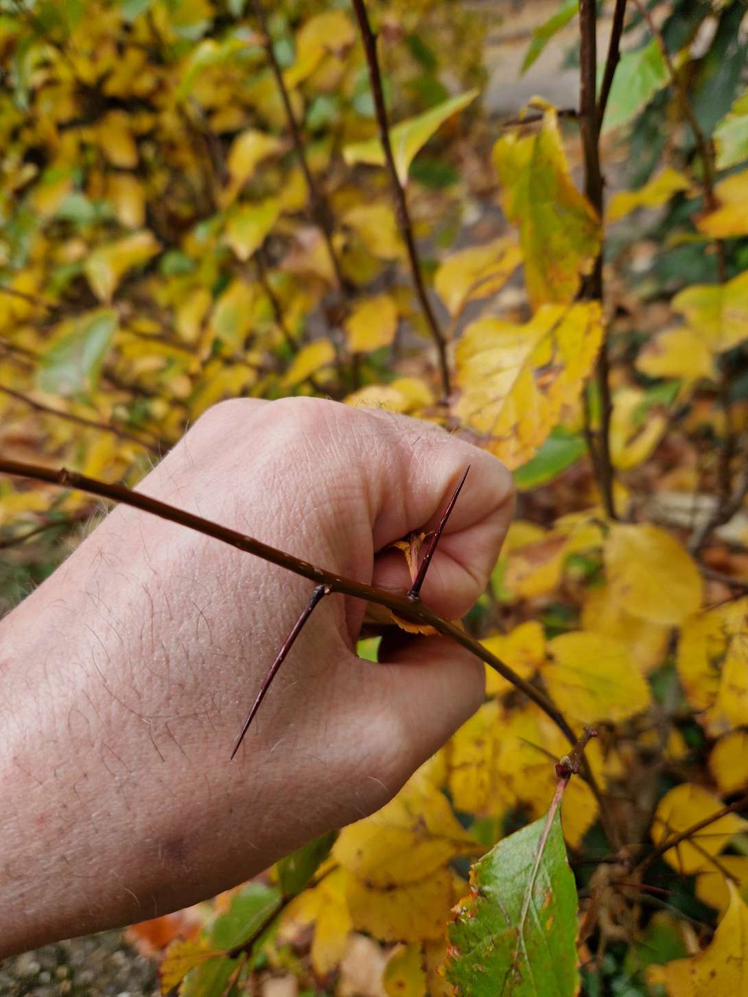 Bild zu gemeldetem Anliegen vom *2025-10-27 10:11:32