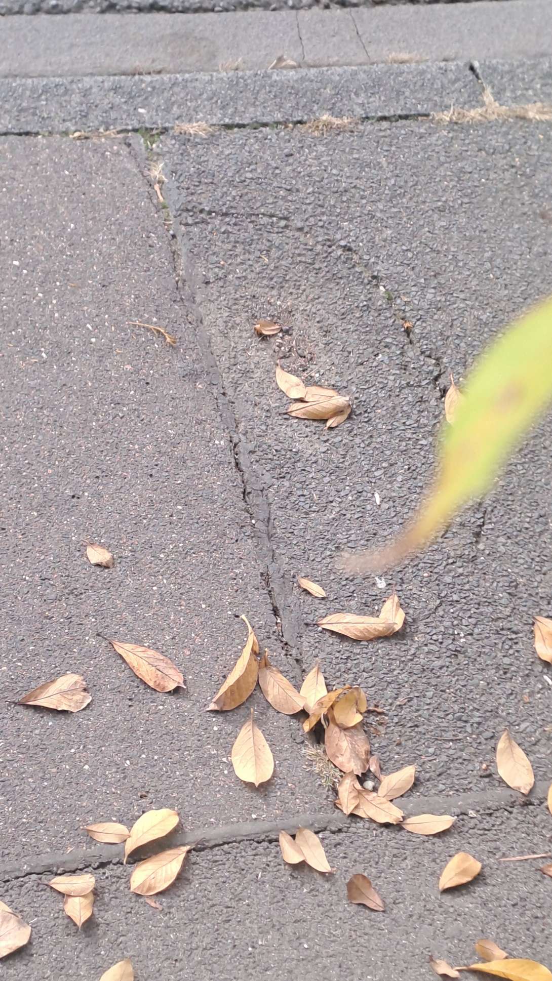 Bild zu gemeldetem Anliegen vom *2025-10-12 09:32:16