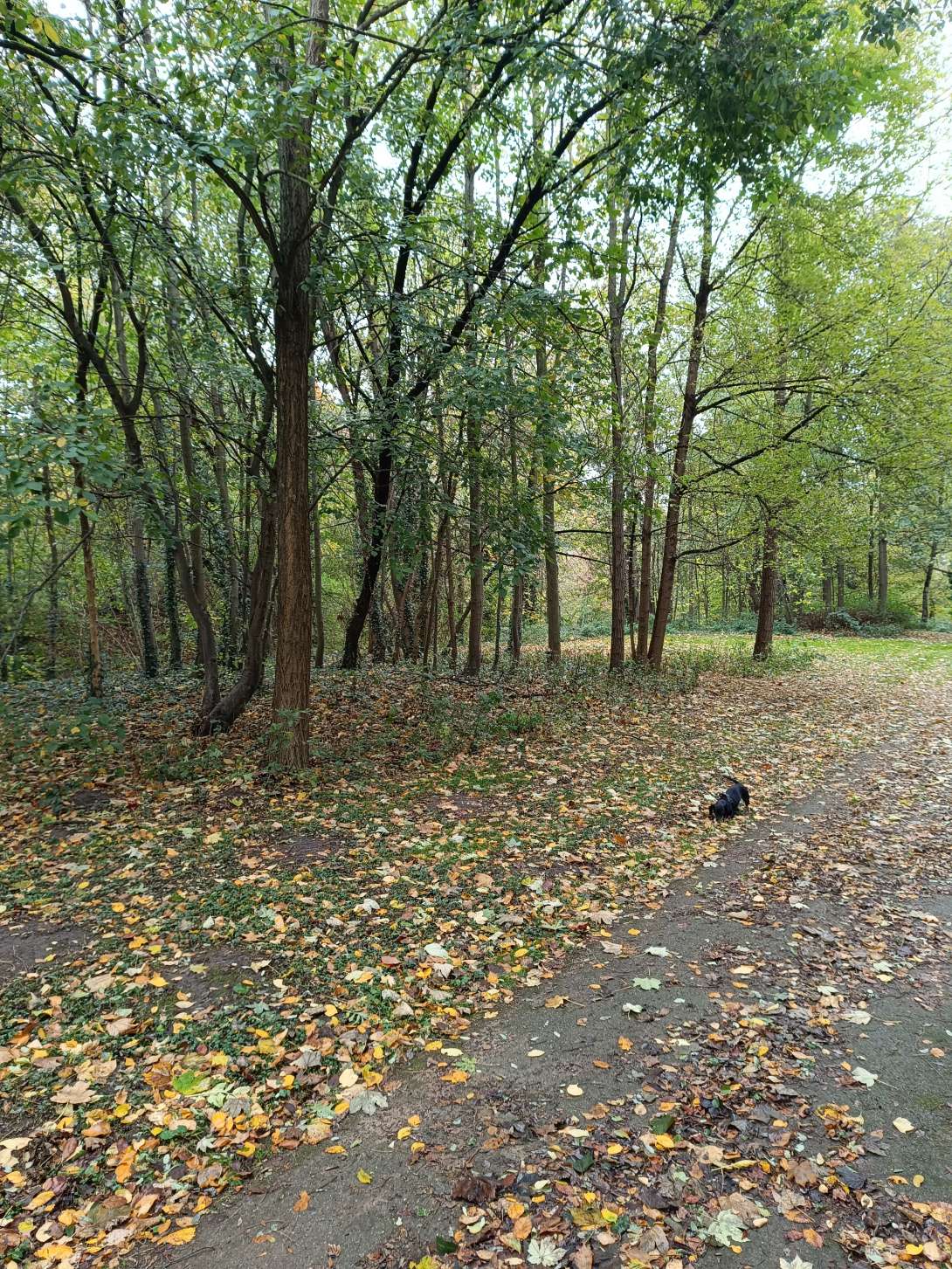 Bild zu gemeldetem Anliegen vom *2025-10-27 12:47:52