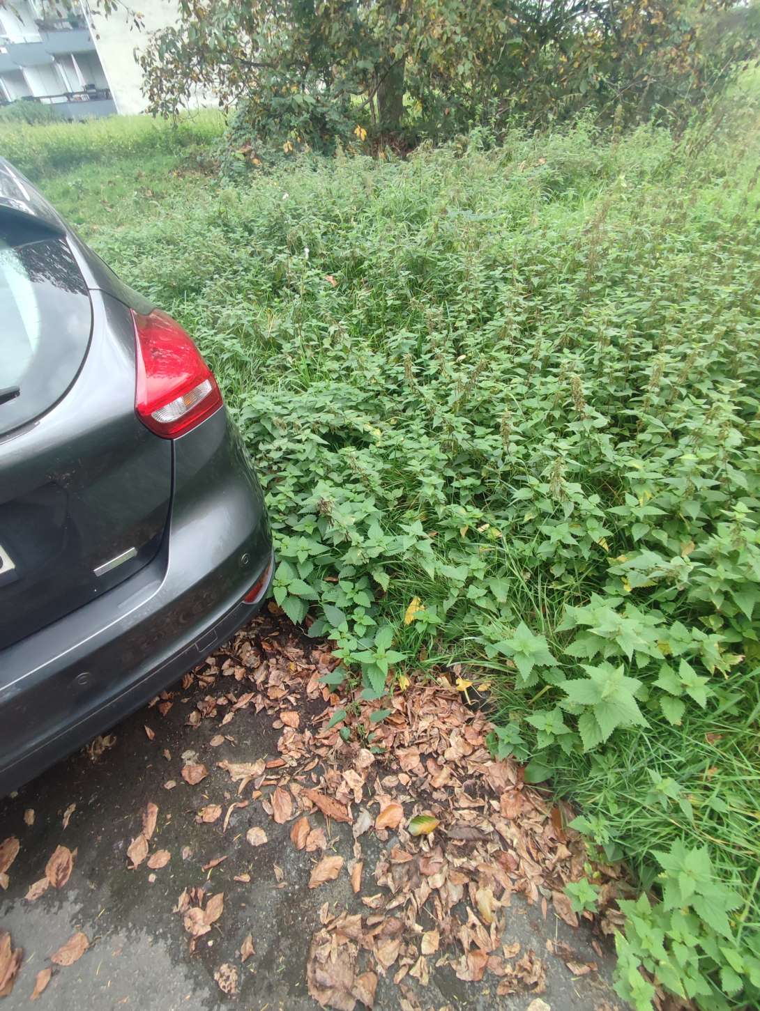 Bild zu gemeldetem Anliegen vom *2025-10-17 16:22:46