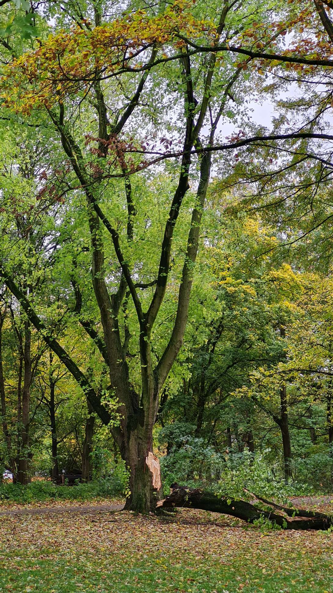 Bild zu gemeldetem Anliegen vom *2025-10-28 11:58:27