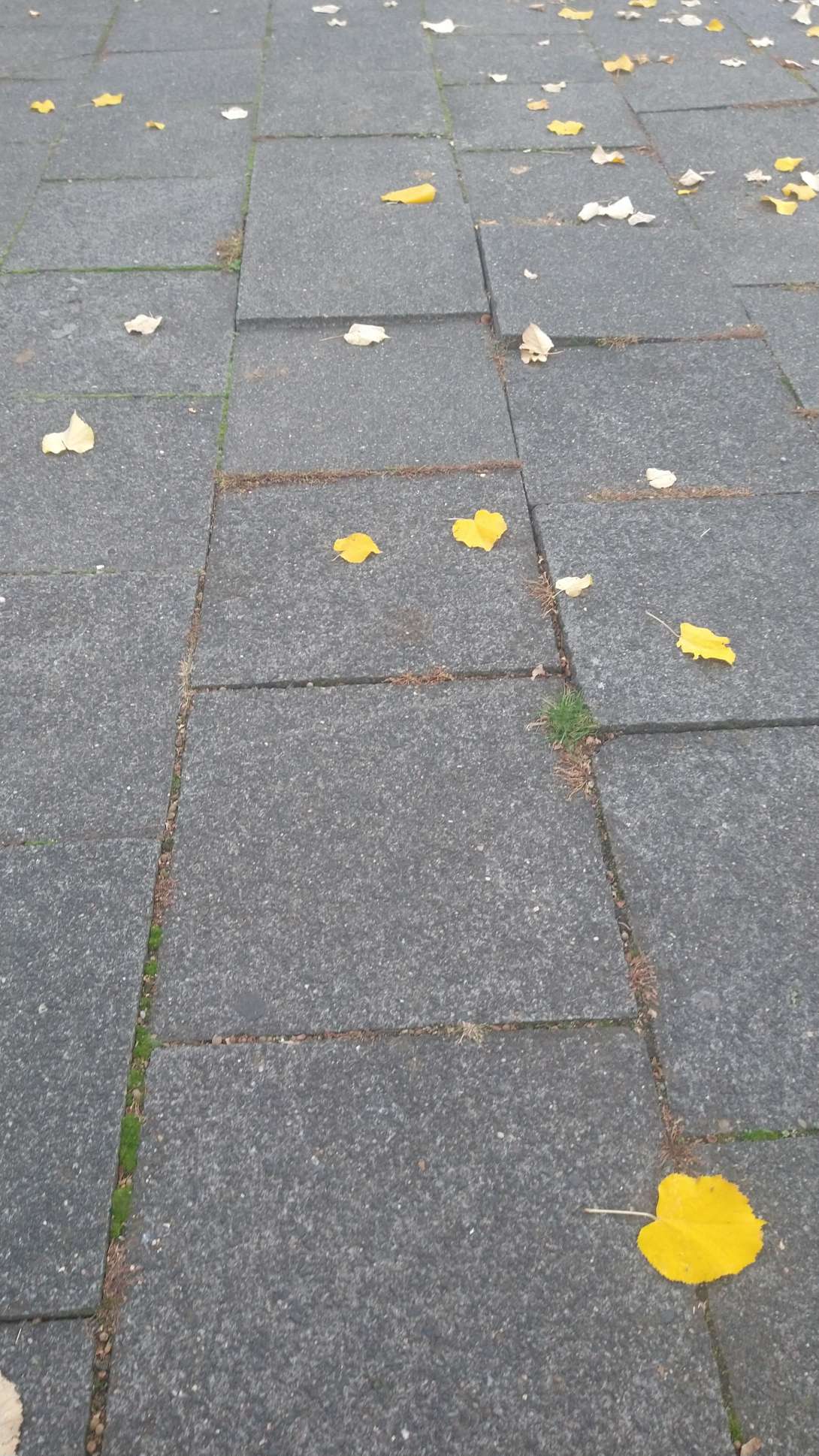 Bild zu gemeldetem Anliegen vom *2025-10-16 21:31:32