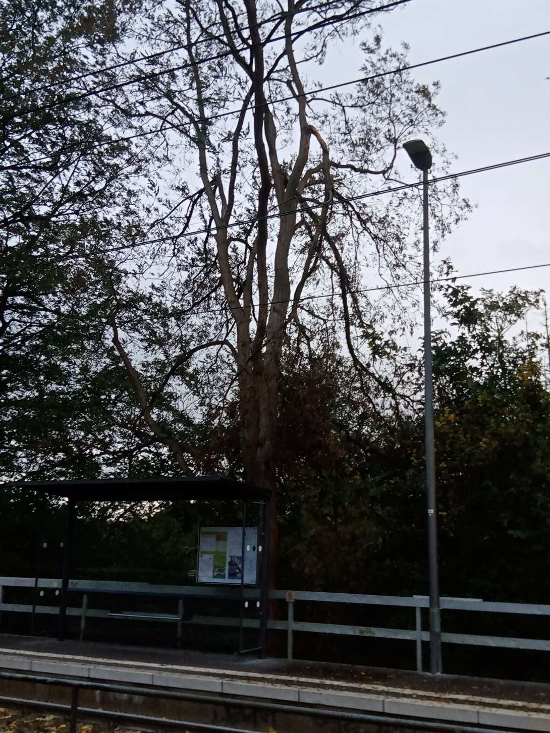 Bild zu gemeldetem Anliegen vom *2025-10-23 17:48:40