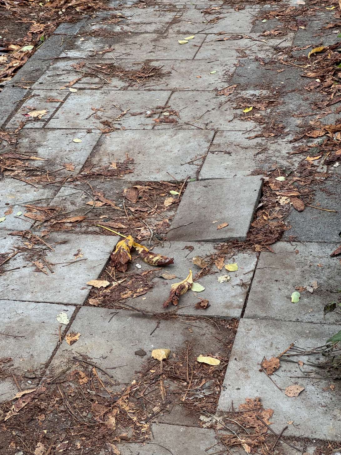 Bild zu gemeldetem Anliegen vom *2025-10-19 10:35:41