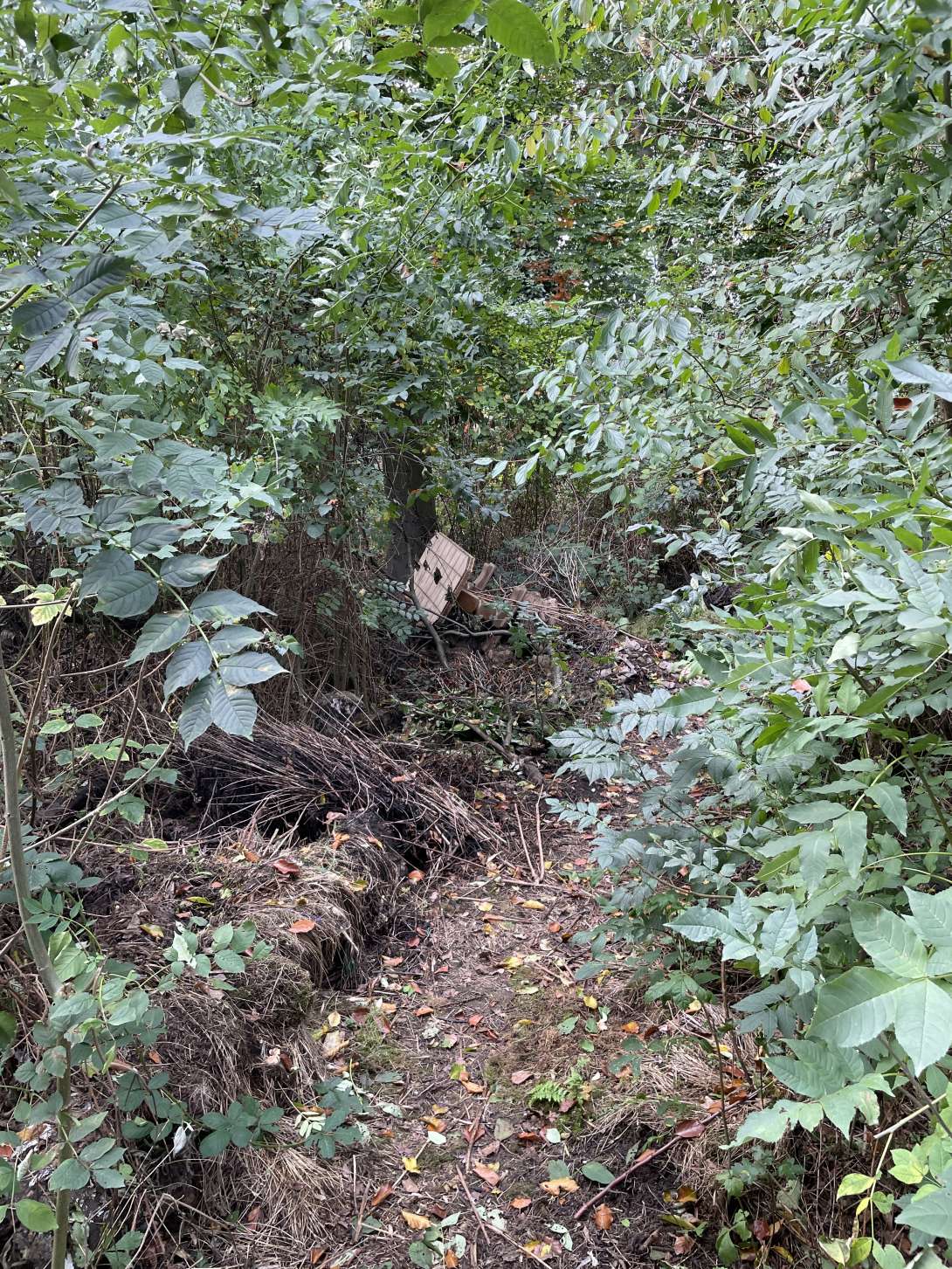 Bild zu gemeldetem Anliegen vom *2025-10-16 16:32:22