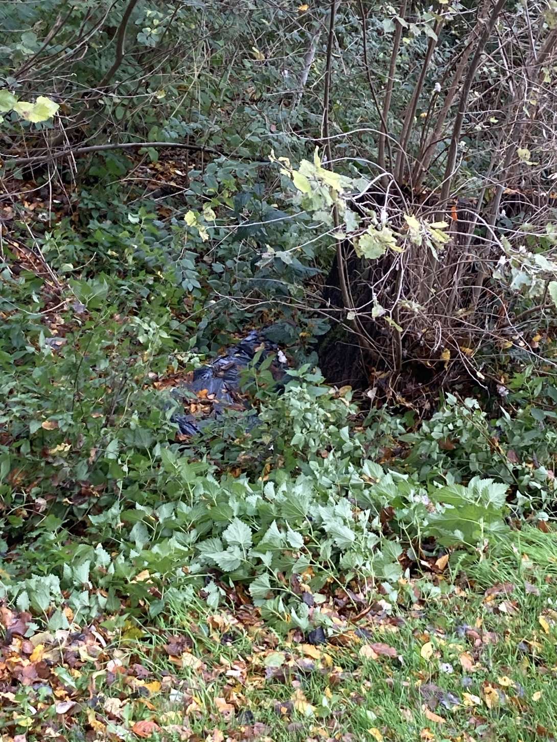 Bild zu gemeldetem Anliegen vom *2025-10-28 12:01:12