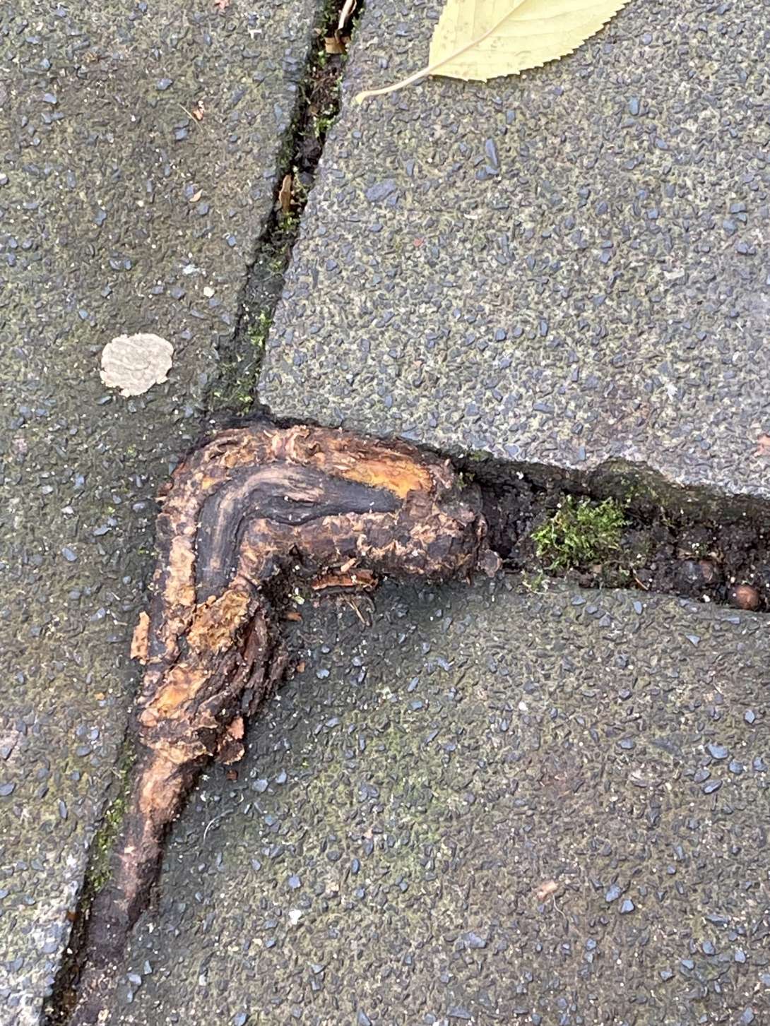 Bild zu gemeldetem Anliegen vom *2025-10-30 09:34:35