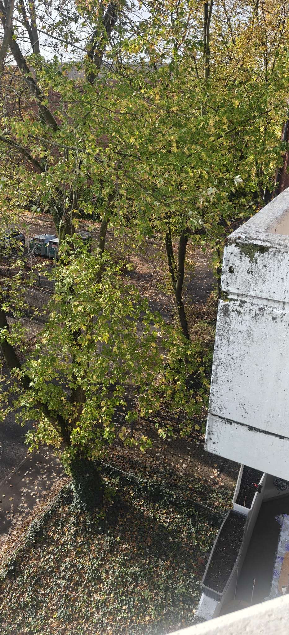 Bild zu gemeldetem Anliegen vom *2025-10-29 10:51:43