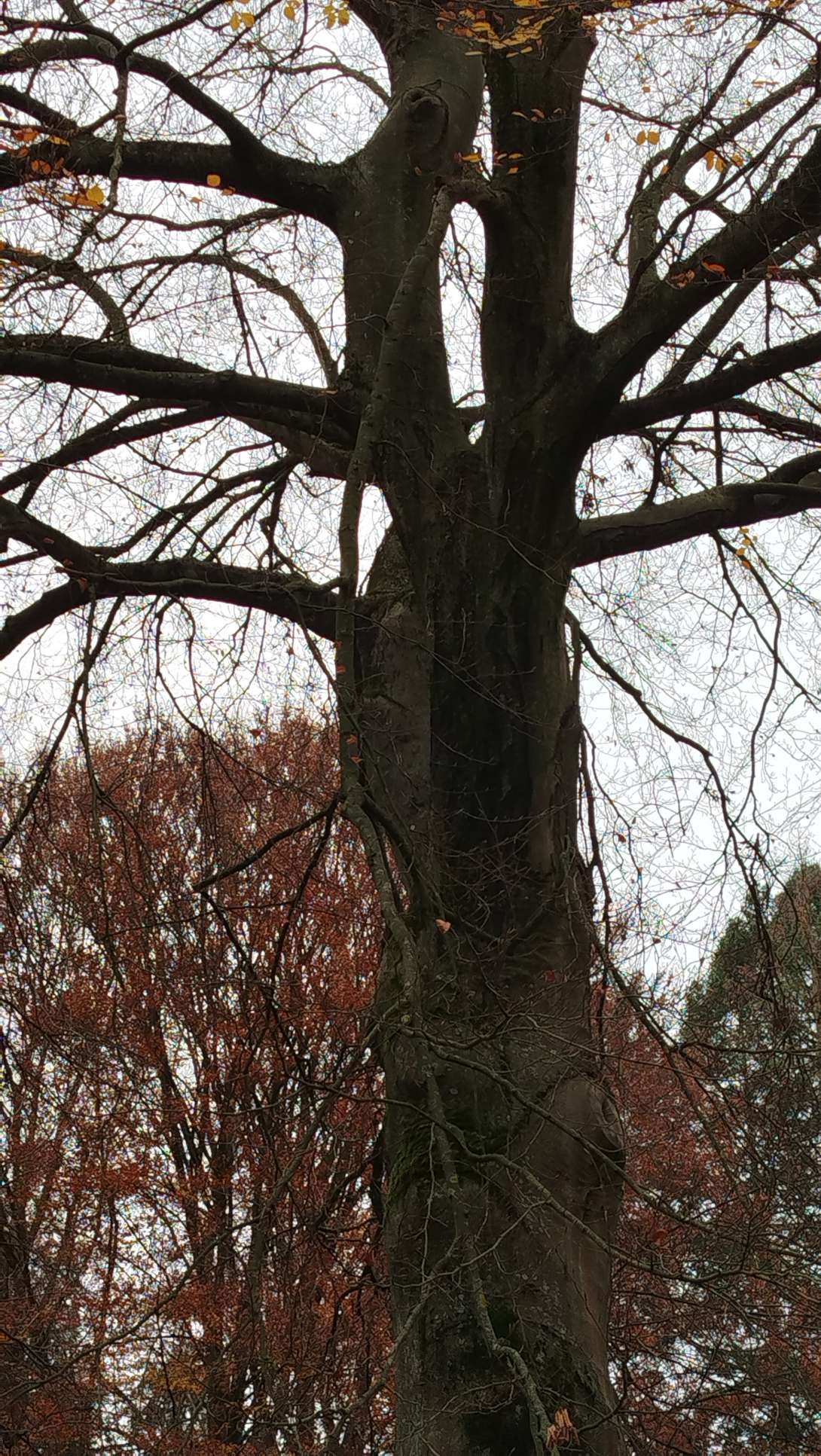 Bild zu gemeldetem Anliegen vom *2025-11-14 11:52:17