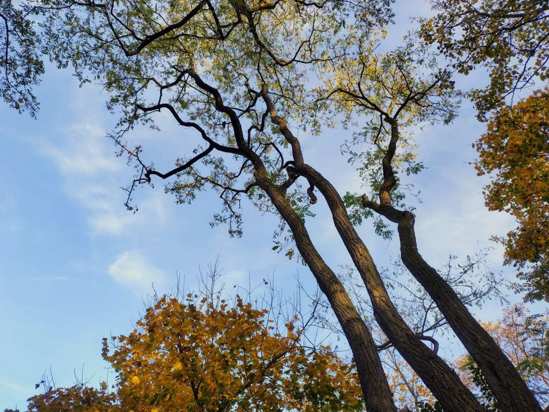 Bild zu gemeldetem Anliegen vom *2025-11-07 10:03:39