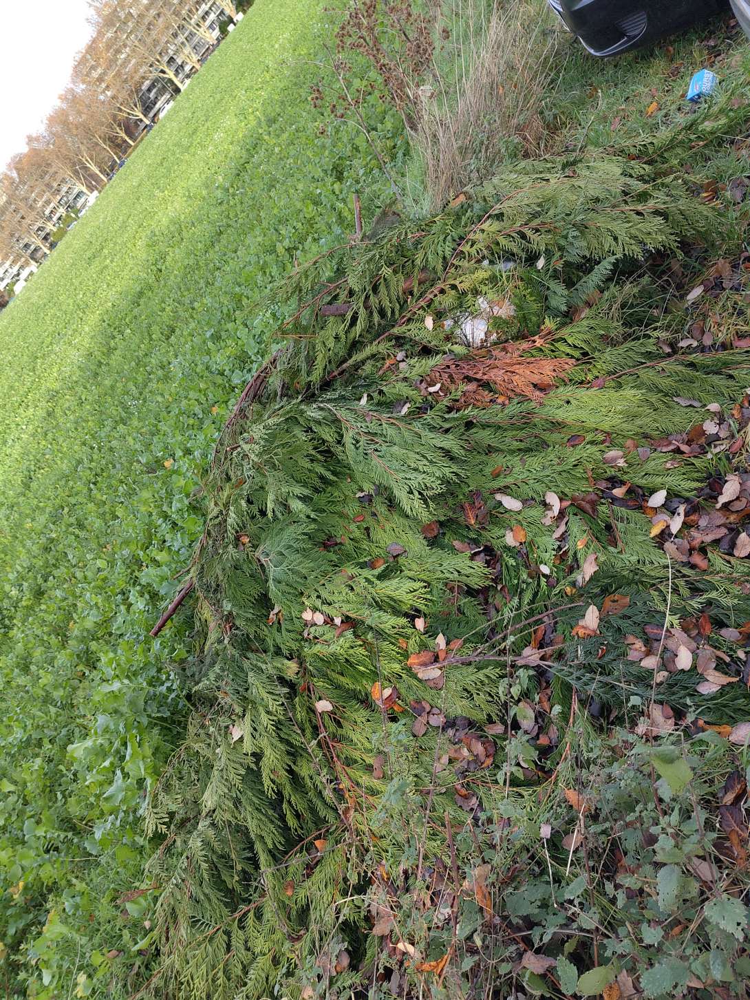 Bild zu gemeldetem Anliegen vom *2025-11-17 12:49:50